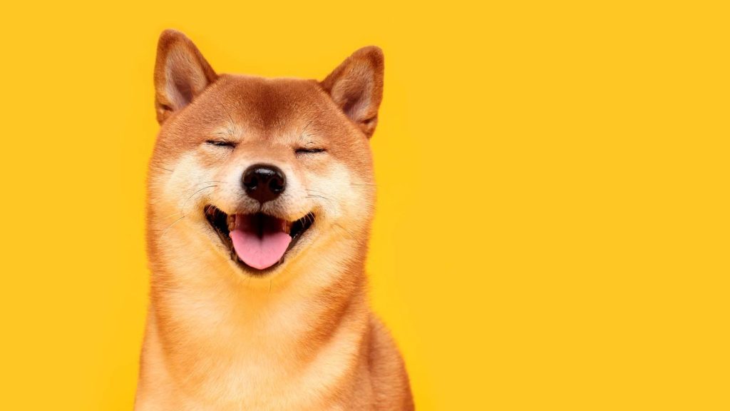 comprar shiba inu