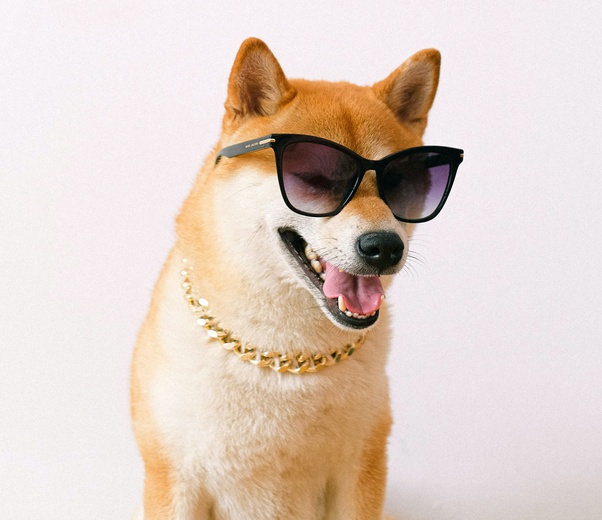 kjøp shiba inu